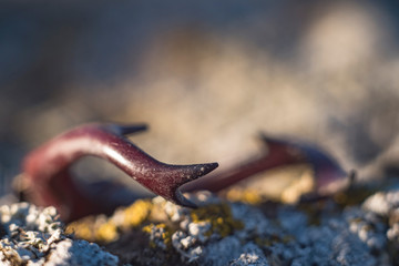stag beetle horns in the wild macro