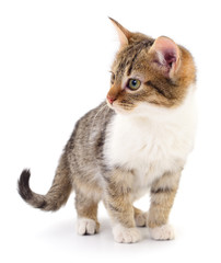 Obraz premium Kitten on white background.