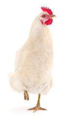 white hen isolated.