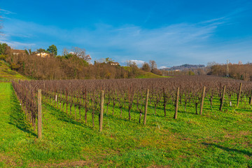 Fototapeta na wymiar vineyard in Italy
