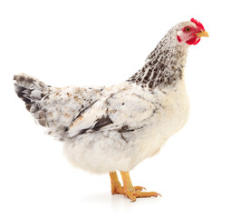 white hen isolated.