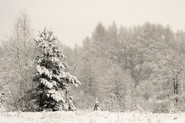 Winter landscape: Snow forest in Russia