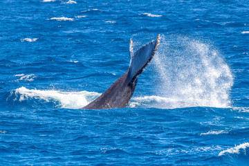 Fototapeta premium humpback whale