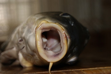 Fish. A big mouth with a mustache in a carp, on a kitchen board.