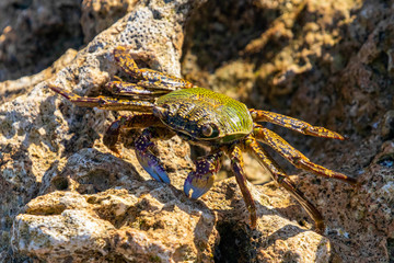 exotique crab