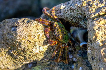 exotique crab