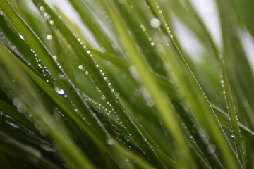 Fototapeta na wymiar Beautiful grass macro with water drops 