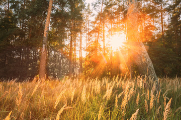 Sunset Sunrise In Pine Forest Landscape. Sun Sunshine With Natural Sunlight Through Wood Tree In Evening Forest. Beautiful Scenic View. Autumn Nature