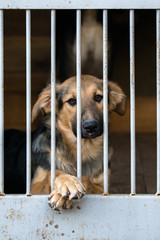 Homeless dog from a dog shelter behind bars