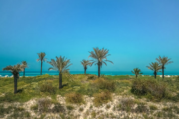 Fototapeta na wymiar Eco-friendly oasis on the shore of Saadiyat island. Abu Dhabi.
