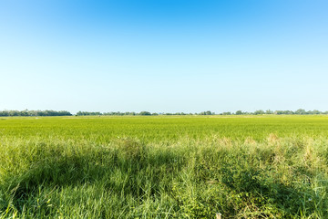 green rice field with bright blue sky