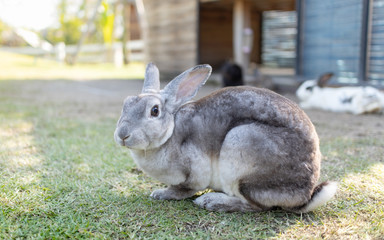 Grey rabbit sitting on the grass field