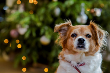 Portrait of Happy brown cute dog, Head shot of smile dog with bokeh background
