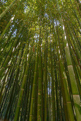 Bambuswald mit Sonenreflektionen