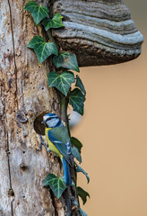 Blaumeise (Cyanistes caeruleus) sitzt an Bruthöhle in Baumstamm unter Zunderschwamm (Fomes fomentarius) Baumpilz, Brandenburg, Deutschland