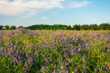 summer prairie with wild flowers