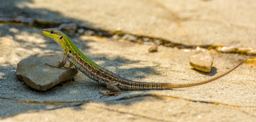 Ruineneidechse, im Schatten  lauernd auf gelben Steinen