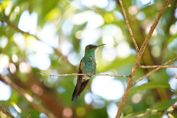 Versicolored Emerald Hummingbird
