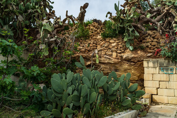 Cactus  growing in Triq Lapsi, Malta