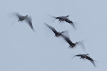 Blässgänse (Anser albifrons) Flugbild einer Gruppe mit Bewegungsunschärfe, Brandenburg,...