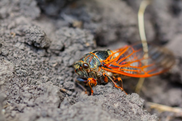 closeup big cicada sitting on a ground