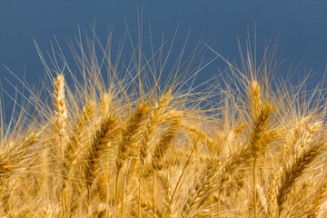 closeup summer golden wheat field under a blue sky