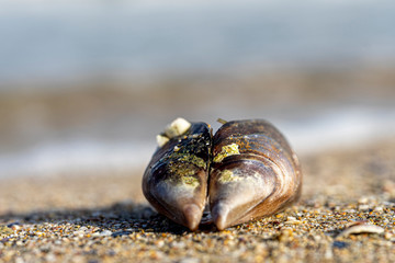 Shell on the beach 