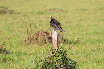 Der Grosse Gelbkopfgeier freigestellt auf einem Pfahl sitzend in der Seitenansicht