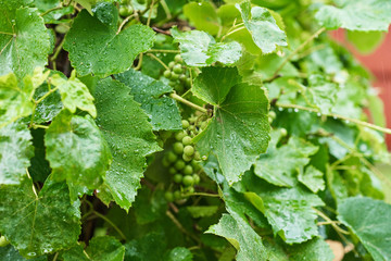 Unripe green grape bunch in rainy day with water drops on the leaves, closeup