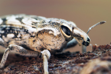 Coniocleonus sp. True weevils beetles beetle of prominent face of good size about 2 cm in length perched on piece of wood