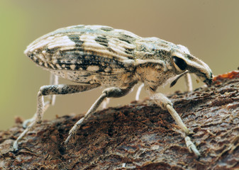 Coniocleonus sp. True weevils beetles beetle of prominent face of good size about 2 cm in length perched on piece of wood