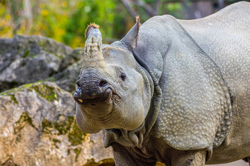 Java rhinoceros portrait 