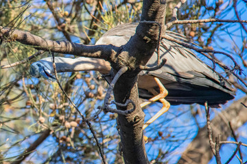 exotique birds