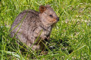 wild exotique animals