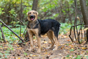 Dog on nature sunny day in the forest