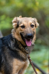 Dog on nature sunny day in the forest