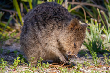 wild exotique animals