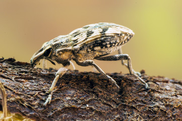 Coniocleonus sp. True weevils beetles beetle of prominent face of good size about 2 cm in length perched on piece of wood