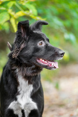 Dog on nature sunny day in the forest