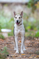 Dog on nature sunny day in the forest