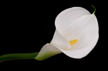 Fiori 7