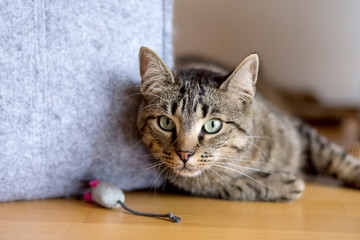 der schönste Kater, wie er mich anfixiert!