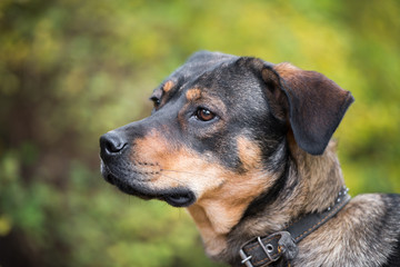 Obraz premium Dog on nature sunny day in the forest