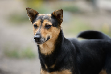 Dog on nature sunny day in the forest