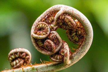 plantes
