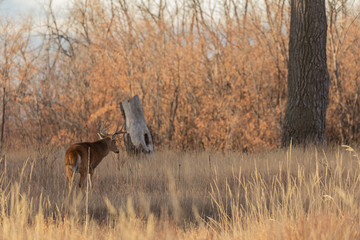 Obraz na płótnie Canvas Whitetail Buck in Colorado n the Fall Rut