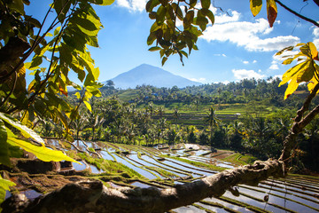 scenic panorama view of rice terraces with volcano in bali indonesia