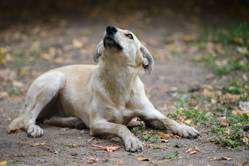Dog on nature sunny day in the forest
