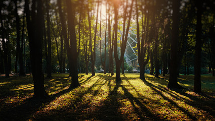 Fototapeta premium The shadow of the branches of the tree on the grass. Retro ferris wheel.