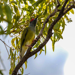 exotique bird